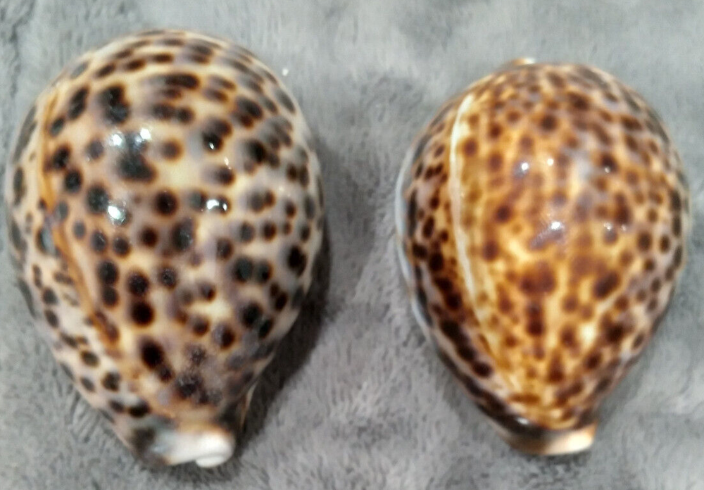 Sea shell Cypraea tigris 77mm, Sea Shells, Decor, Nautical, Shells, Sea shell Cypraea tigris 77mm, Sea Shells, Decor, Nautical, Shells,