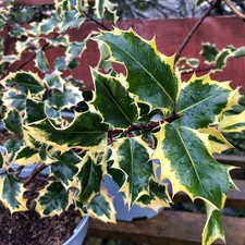 Ilex Madame Briot RHS Award Golden Variegated Holly Female Evergreen 4L Plant