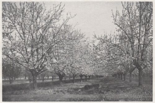 E2012 Obstgärten Von Massalombarda - 1931 Druck Old-Time - Vintage Print - Bild 1 von 1