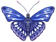 Blue Butterfly Sticker Decal