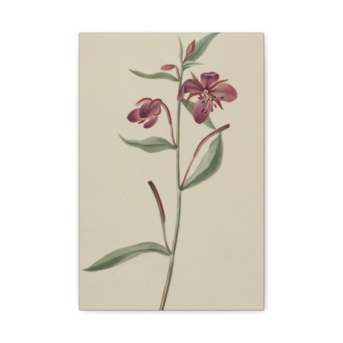 Mary Vaux Walcott - Salice Rosso (Epilobium latifolium) - Arte da parete su tela - Foto 1 di 21