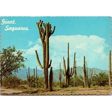 Giant Saguaros Desert Giant Vintage Postcard SPJ25