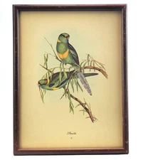 Vintage J. GOULD, Sidney Lucas - Mallee Ring neck Parakeet Framed Print 610