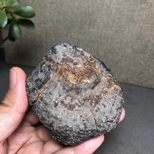 Large 231g Rugose Coral Fossil Slab - Actinocyathus - Morocco A3660 - Picture 10 of 15