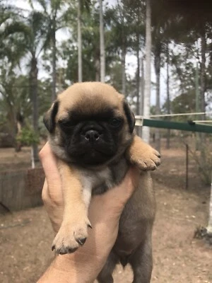 pugalier for sale gumtree