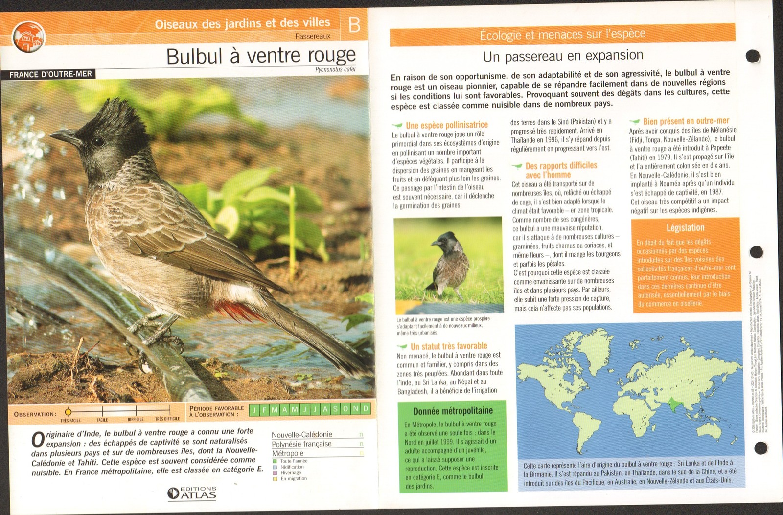 Bulbul à Ventre Rouge Pycnonotus Cafer Red Vented Bulbul