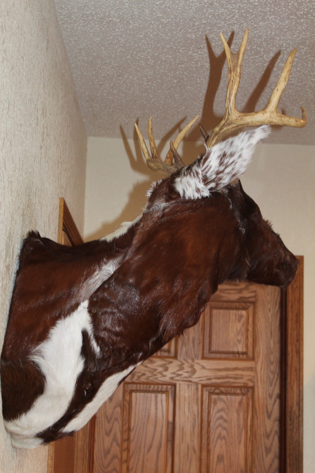 Fantasy Whitetail Deer Holstein Cow Head Shoulder Mount Taxidermy OOAK Novelty
