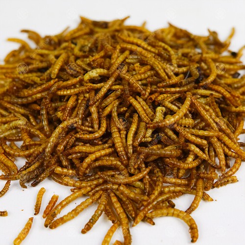 Juicy Dried Mealworms Excellent Wild Bird Food Fish Food & Garden Wildlife - Picture 7 of 33