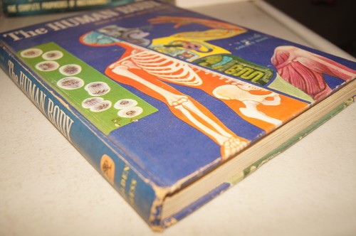 The Human Body Illustrated Colorful Pullout Deluxe Golden Book 1959 1961 Vintage - Picture 5 of 17