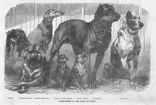 PARIS DOG SHOW Bloodhound, Danish Dog, Coursing Greyhound Antique Print 1870