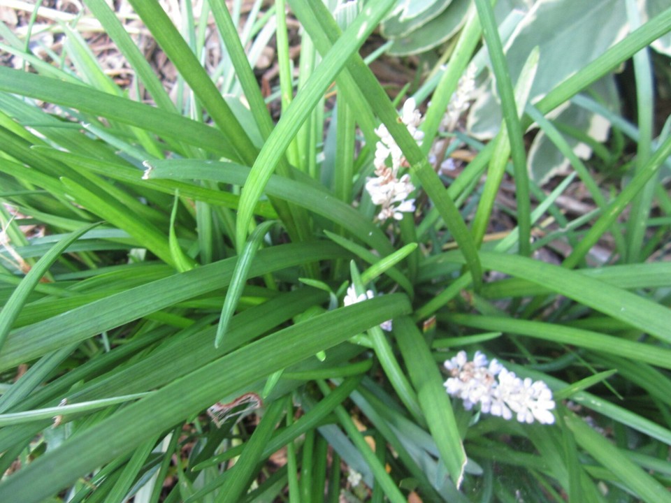 101 LIRIOPE MONKEY GRASS PLANTS -LIRIOPE - PERENNIAL BORDER GRASS - 101 ...