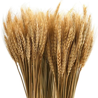 300 Stems 16 Inch Dried Wheat Sheaves, Natural Wheat Stalks Bundle Fall Arran...