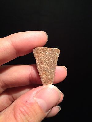 Coquille D'œuf De Dinosaure Fossile - Megaloolithus, Spécimen Pour Collection