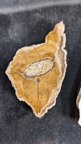 Texas Petrified Wood Sampler Plate, Palm Wood,Snakewood, Pocket Rot Oak, Termite - Picture 4 of 11