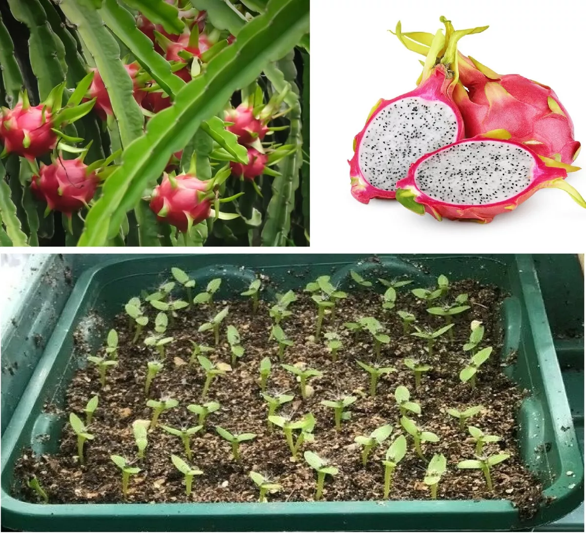 Dragon Fruit Plant Care: How to Grow Dragon Fruit (Pitaya)