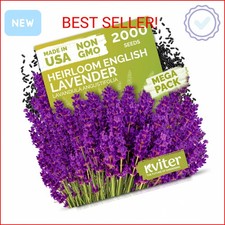 KVITER 2000 English Lavender Seeds for Planting Outdoor  Indoor Lavandula angu