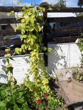 Golden Hop Plant, (Humulus lupulus) "Golden Tassels" Dwarf variety.