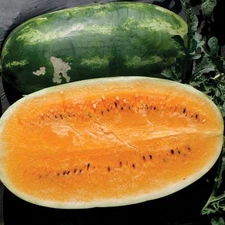 Tendersweet Orange Watermelon 10 Seeds Non-GMO