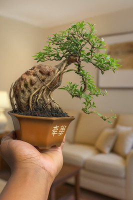 Serissa Foetida On The Rock OTR Living Tree Bonsai Tree