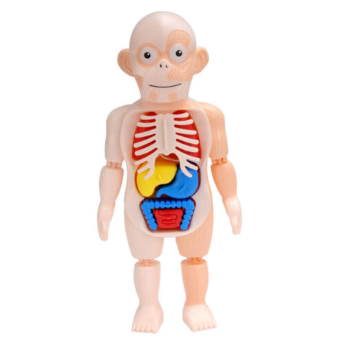 3d Puzzle Human Body Anatomy Educational Learning DIY Assembled Toy Gift - Picture 9 of 10