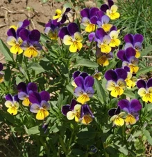 Johnny Jump-Up HELEN MOUNT Viola Containers Fragrant Non-GMO 1000 Seeds