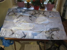 HOW BIRDS MIGRATE + NAVIGATING BY NATURE MAP March 2018 National Geographic