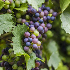 Grape Vine Vitis Deciduous Climbing Live Fruit Plant Hardy Outdoor Garden Shrub