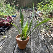 Zeylanica Snake Plant Dracaena Sansevieria Green Houseplant Air Purifier Plant
