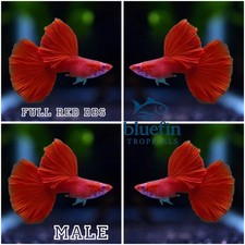 Live Albino Full Red BDS Guppy Fish 1 Trio 1M/2F Freshwater USA Seller
