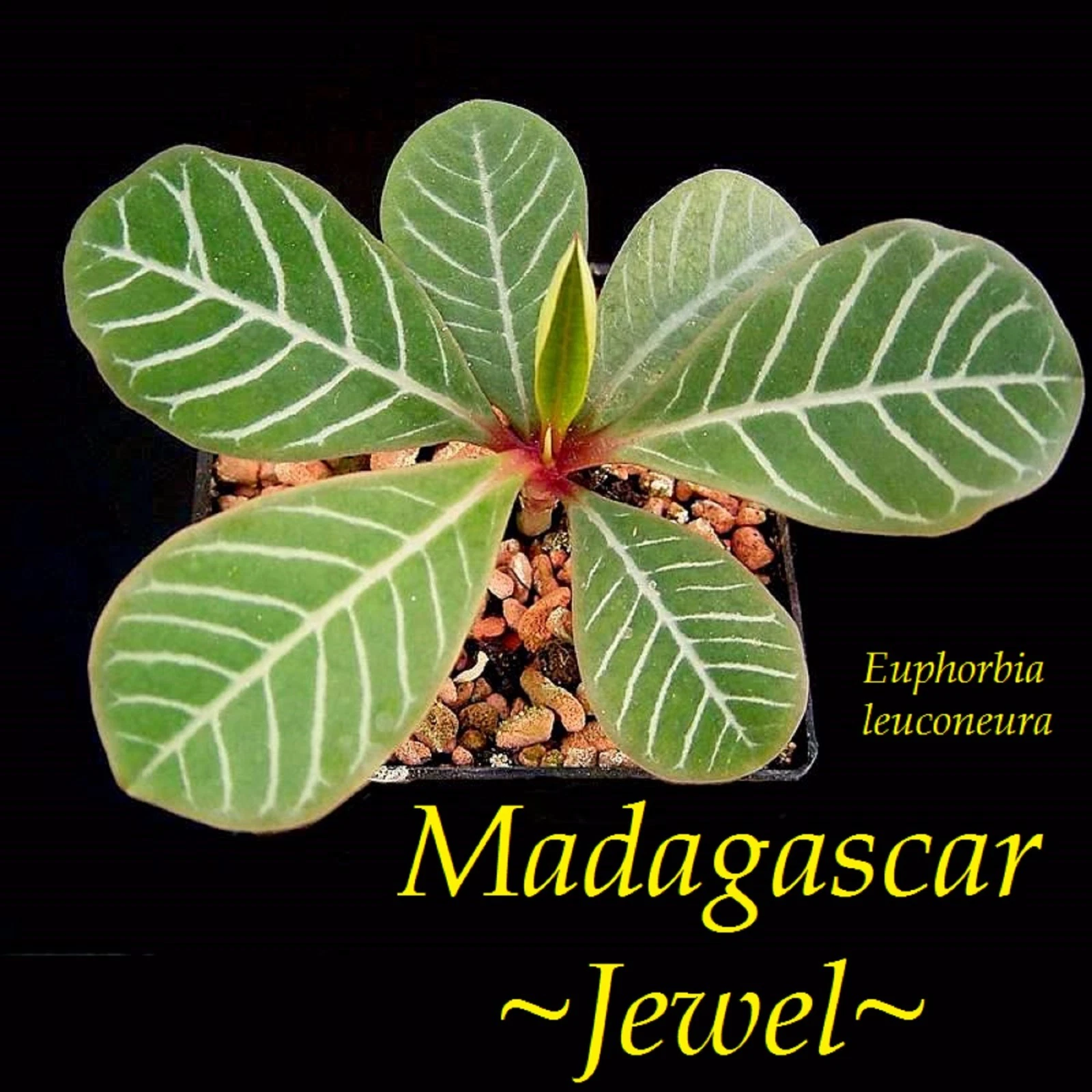~Madagascar Jewel~ Euphorbia leuconeura Unique Bonsai Palmlike Live Potted Plant