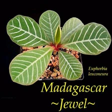 ~Madagascar Jewel~ Euphorbia leuconeura Unique Bonsai Palmlike Live Potted Plant