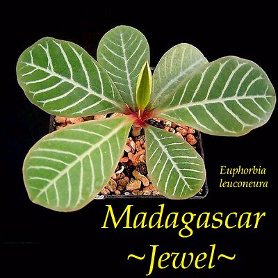 black velvet plant Alocasia Reginula Black Velvet - Velvety Black Tropical Plant