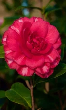 Glenn~~Camellia Japonica--Live STARTER Plant--VERY UNIQUE COLOR!