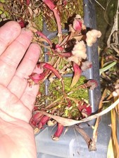 Sarracenia, Cold Hardy Carnivorous Pitcher Plant. x1 Young Potted