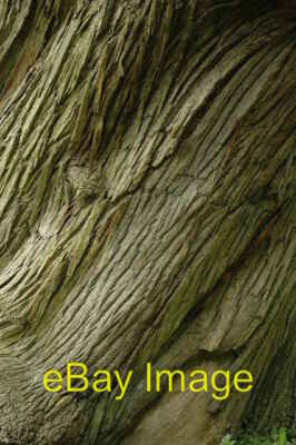 Foto 6x4 Edelkastanienbaum Die Rinde eines Edelkastanienbaums bei Wynd c2008