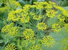 250++ Bouquet Dill Seeds | ORGANIC NON-GMO | Heirloom | Fresh Garden Seeds, 2025