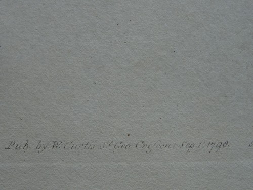 c1798 ALYSSUM MONTANUM PL419 Curtis's Botanical Print by Syd Edwards - Picture 5 of 7