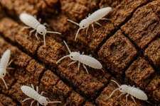 Tropical Springtails – Bioactive Cleanup Crew – Mold Control – 8 oz