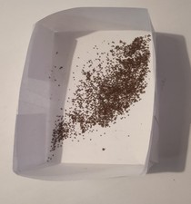 1000 semi di tabacco Burley. Bio al 100% ma resistente alle malattie