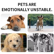 Anti-anxiety Cat and Dog Calming Collar- Natural Pheromone 60 day relief