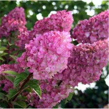 20 SEEDS for Bloomy Pink HYDRANGEA RARE flower exotic bush plant USA Seller 14B