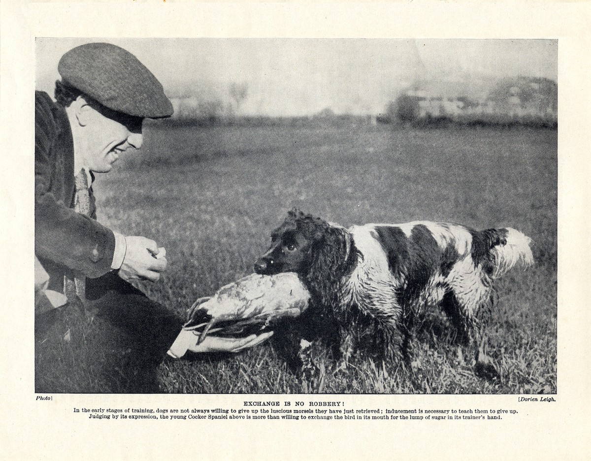 COCKER SPANIEL YOUNG WORKING DOG IN TRAINING OLD ORIGINAL PRINT