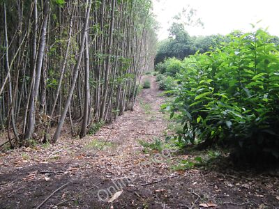 Photo 6x4 Before and after in Walters Plantation coppice Stopham  c2010