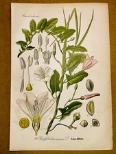 1886 ANTIQUE PICTURES LITHOGRAPH ART PRINT BOTANY FLOWER FLORA NATURE DECO PO...