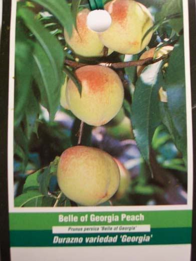 Belle of Georgia Peach Tree