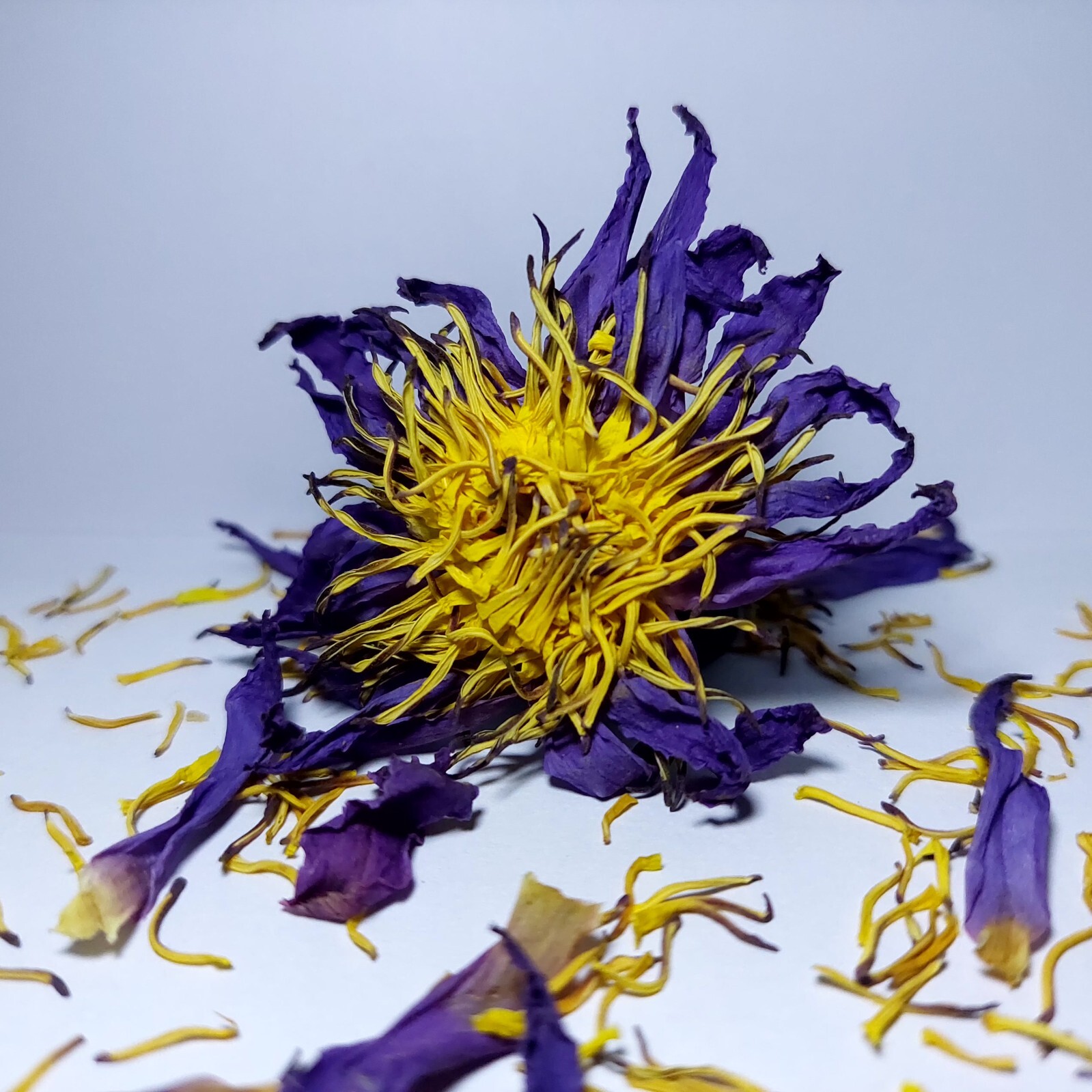 Dried Organic Blue Lotus Flower Egyptian Blue Lotus Thai Herb Calming Relaxation