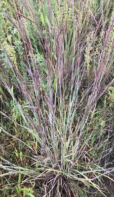 Little Bluestem Native Grass Seed - 1/4 Acre Bag - Deer and Upland Bird Cover