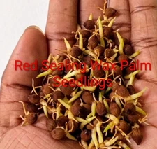 (5) RED SEALING WAX PALM SEEDLINGS (Cyrtostachys renda)