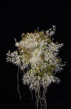 Orchid Species Dendrobium linguiforme