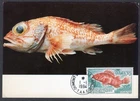 FAUNA FISH MARINE LIFE 1994 FRENCH ANTARCTICA FSAT MAXIMUM CARD FDC